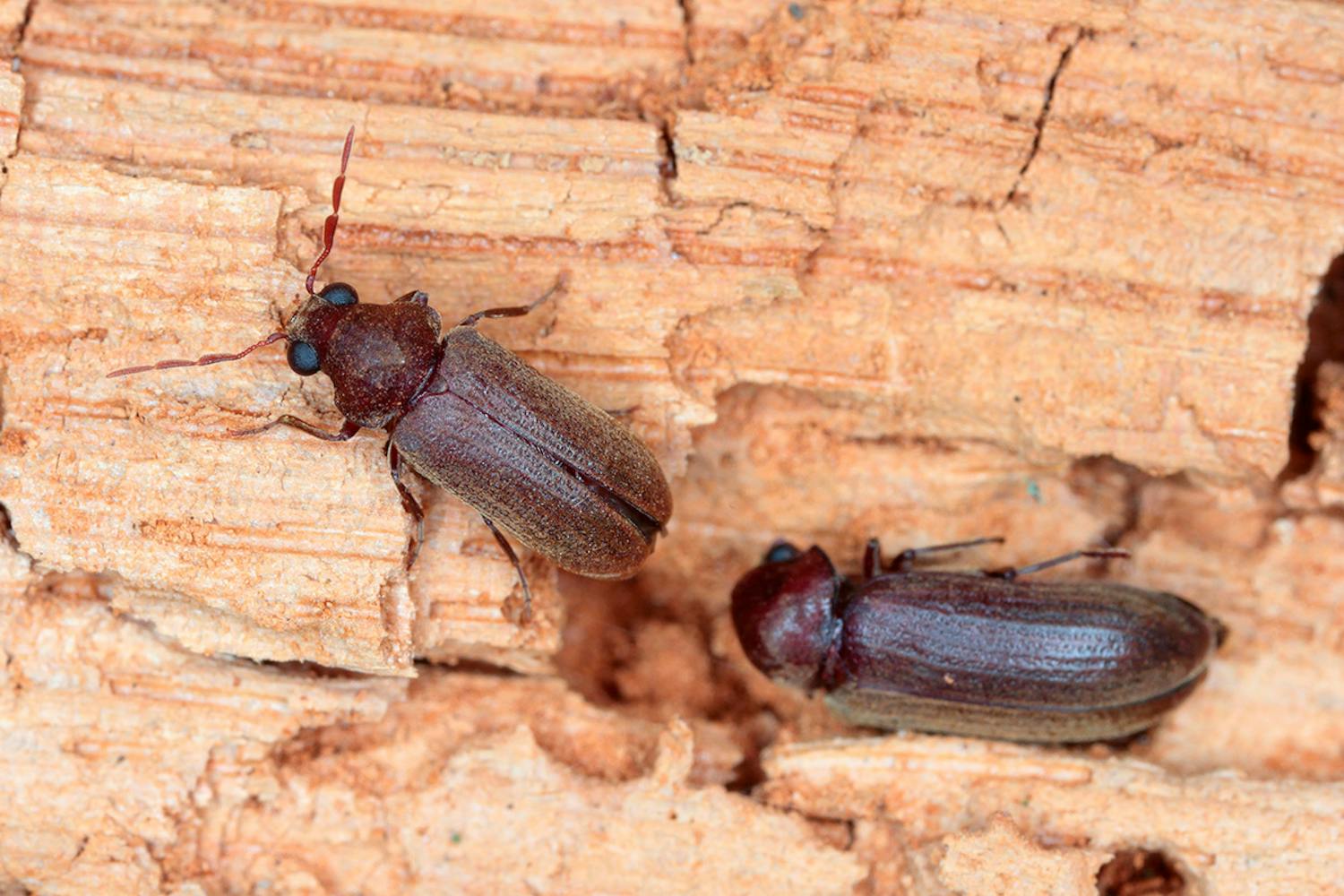 Borebiller skadedyr Borebiller skadedyr i træværk